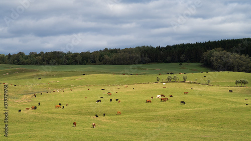 A herd of cows grazing in a field in Quebec