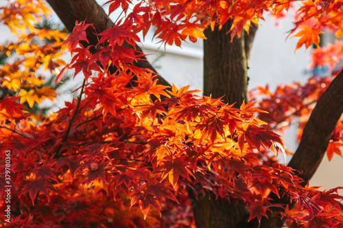 Briliant red and orange fall leaves on a maple tree.