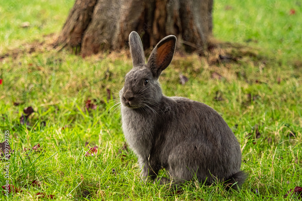 portrait of a cute grey rabbit sitting on green grass field in the park portrait of a cute grey rabbit sitting on green grass field in the park