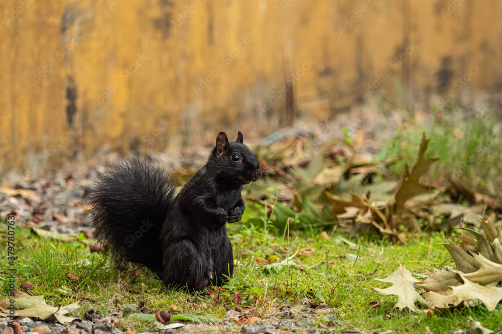one cute black squirrel standing on the grass field near a yellow wall one cute black squirrel standing on the grass field near a yellow wall