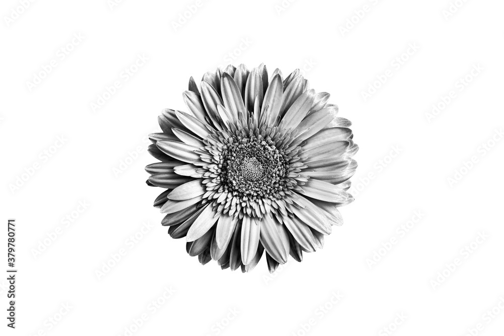 One silver gerbera flower white background isolated closeup, black & white petals daisy, shiny gray metal leaves, single decorative grey chamomile, monochrome floral vintage decoration, design element