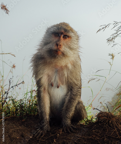 Beautiful Wild Mother Monkey photo