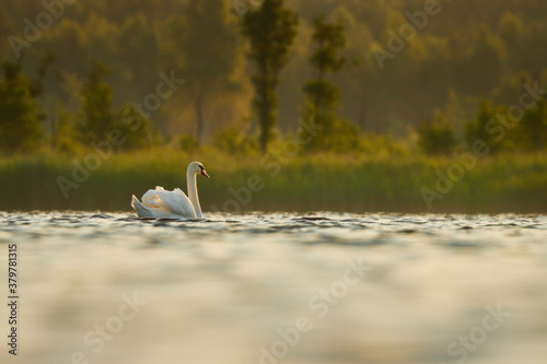 Swans in Slokas lake at sunset photo