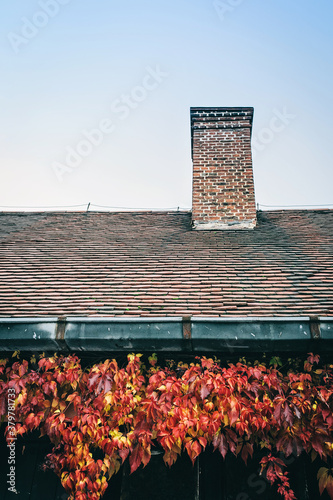 Rooftop with Virginia Creeper photo