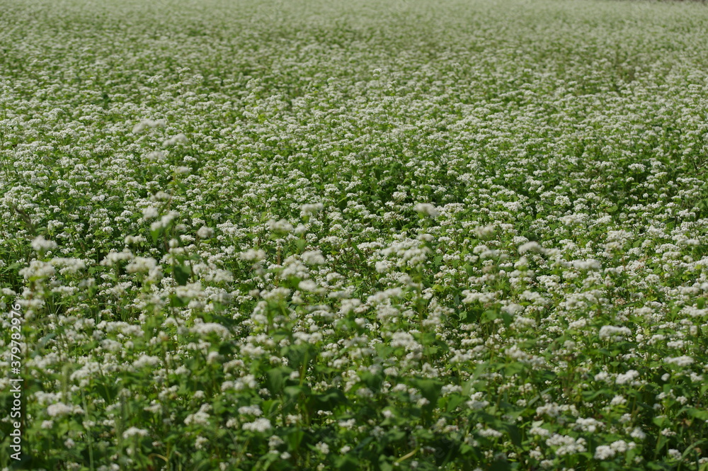 蕎麦の花 蕎麦の花