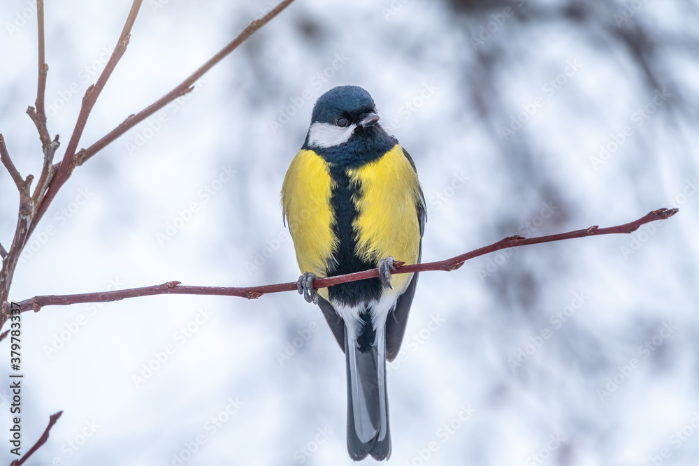 Naklejka premium Cute bird Great tit, songbird sitting on a branch without leaves in the autumn or winter.