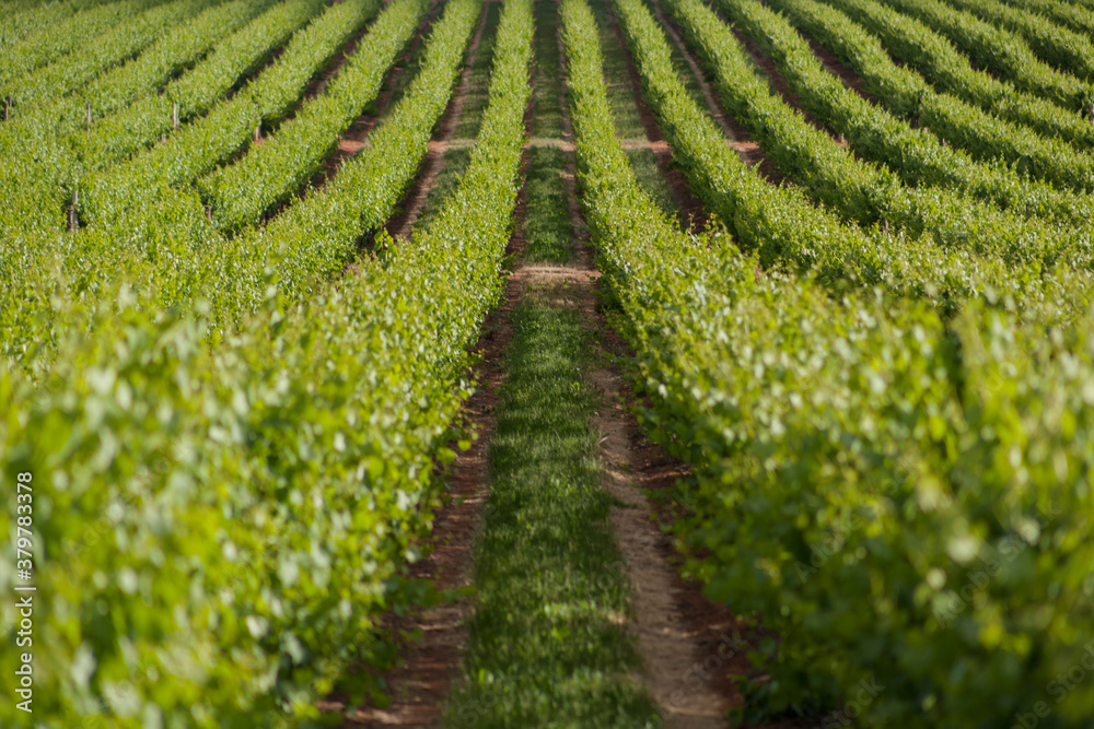 Low level view between two rows of grape vines Low level view between two rows of grape vines