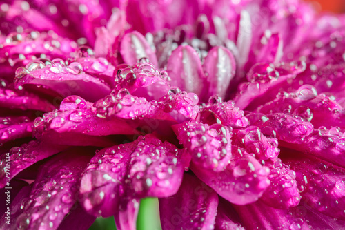 Close up image of blooming bright purple chrysanthemums