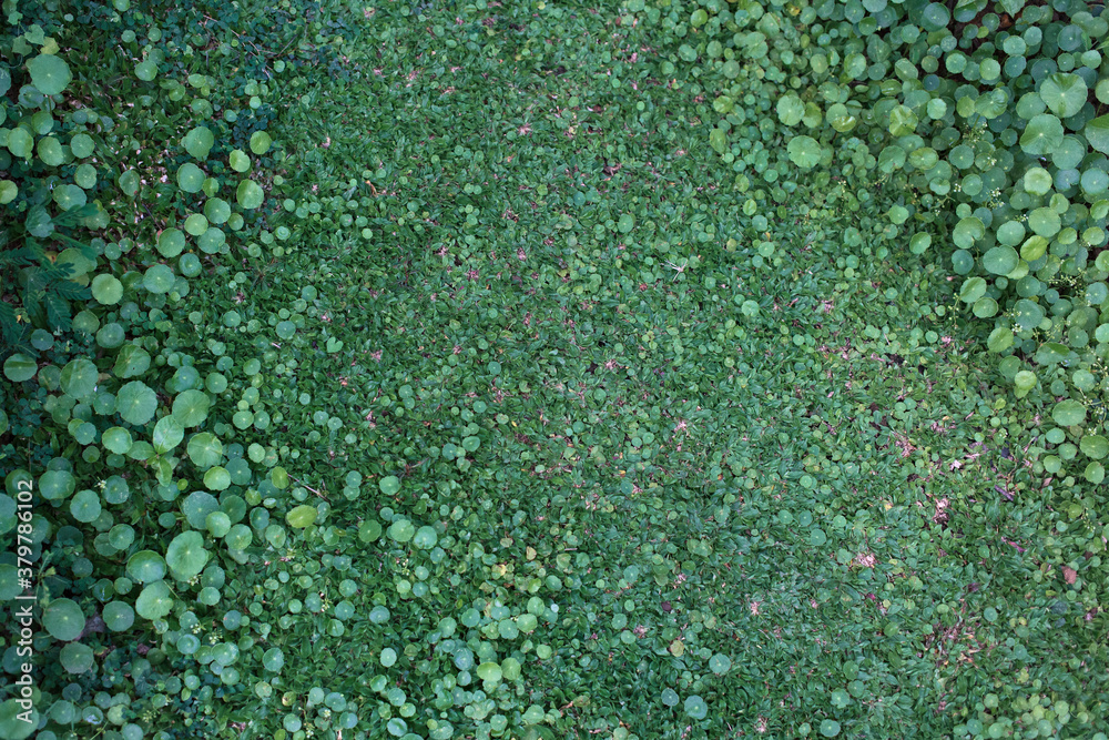Patch of green grass and some weeds in the garden