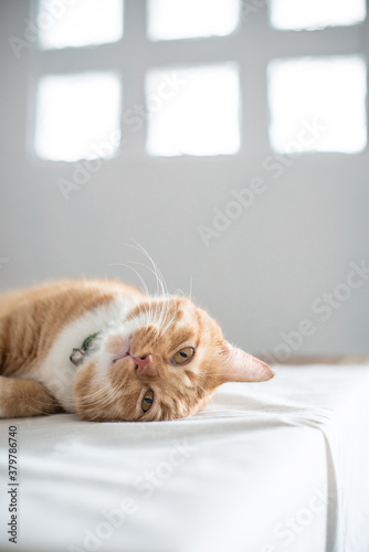 Orange Cat