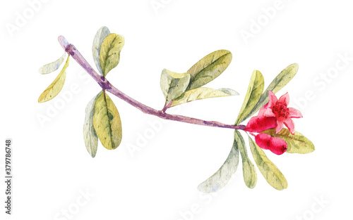 Watercolor Pomegranate blossom, isolated on white background. Hand drawn botanical illustration