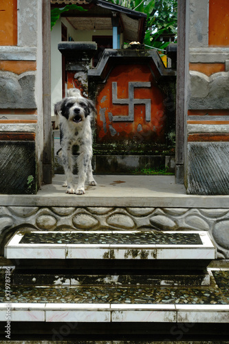 Dog barking at Temple Entrance in Bali