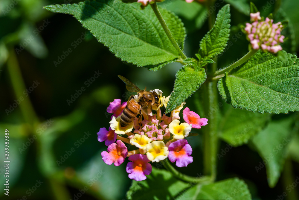 Bees collecting nectar from flower, bee on a flower Bees collecting nectar from flower, bee on a flower
