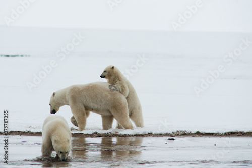 A Mother Bear and Two Cubs Play