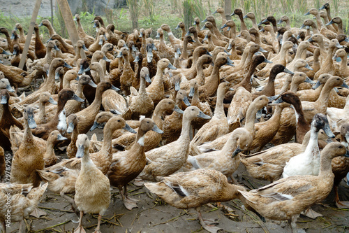 Bali Pest Control Ducks photo