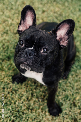 French Bulldog Potraits photo