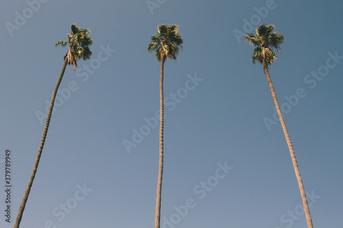 Palm Trees