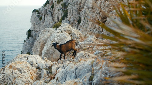 Formentor Mountain goat at Cap de Formentor on the island of Mallorca. High quality photo