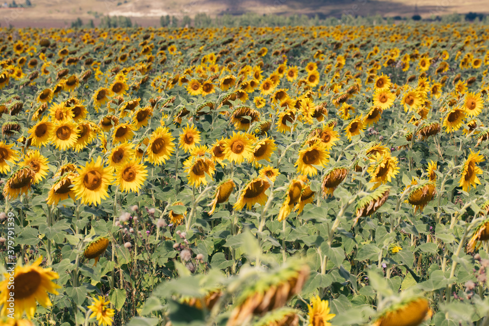 Obraz premium Blooming sunflowers on a large field during the day