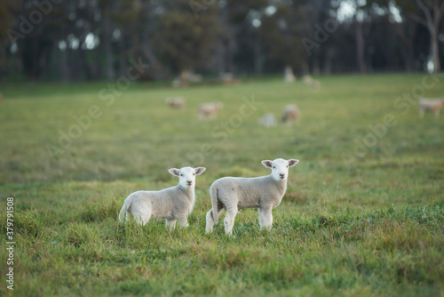 Two Lambs Looking At The Camera