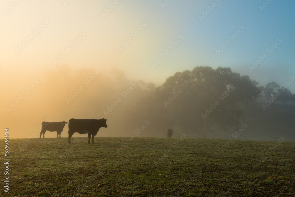morning mist on the farm, with cows in silhouette morning mist on the farm, with cows in silhouette
