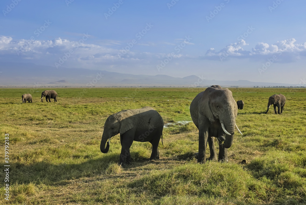 A family of elephants grazes on the green grass of the savannah: baby and adults. Clouds in the blue sky, outlines of mountains in the distance. Kenya. Amboseli park.