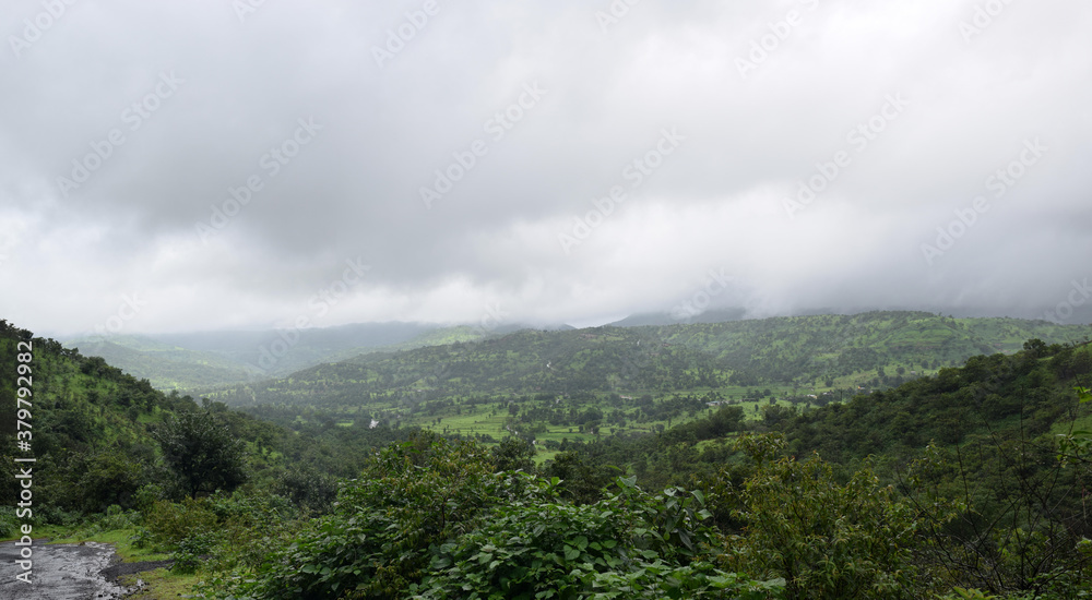 rainforest in the monsoons