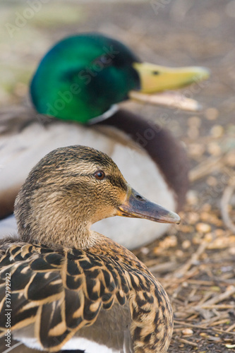 Mallard