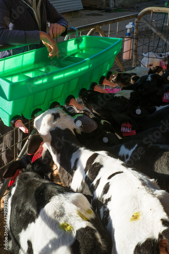 Dairy calves being fed with milk replacer photo