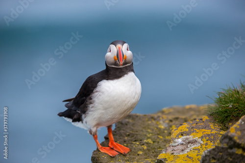 Lone Puffin