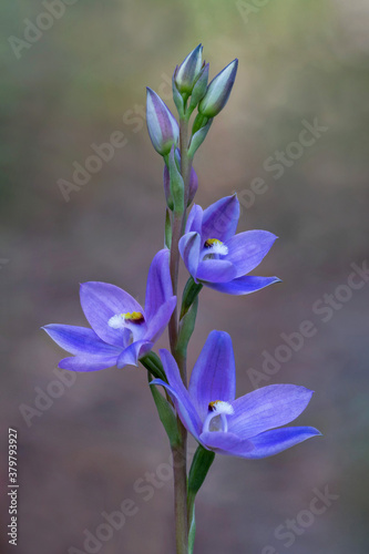 Fototapeta Naklejka Na Ścianę i Meble -  Sun Orchid (Thelymitra ixiodes - an unspotted plant) - approx 15-20mm dia - NSW, Australia