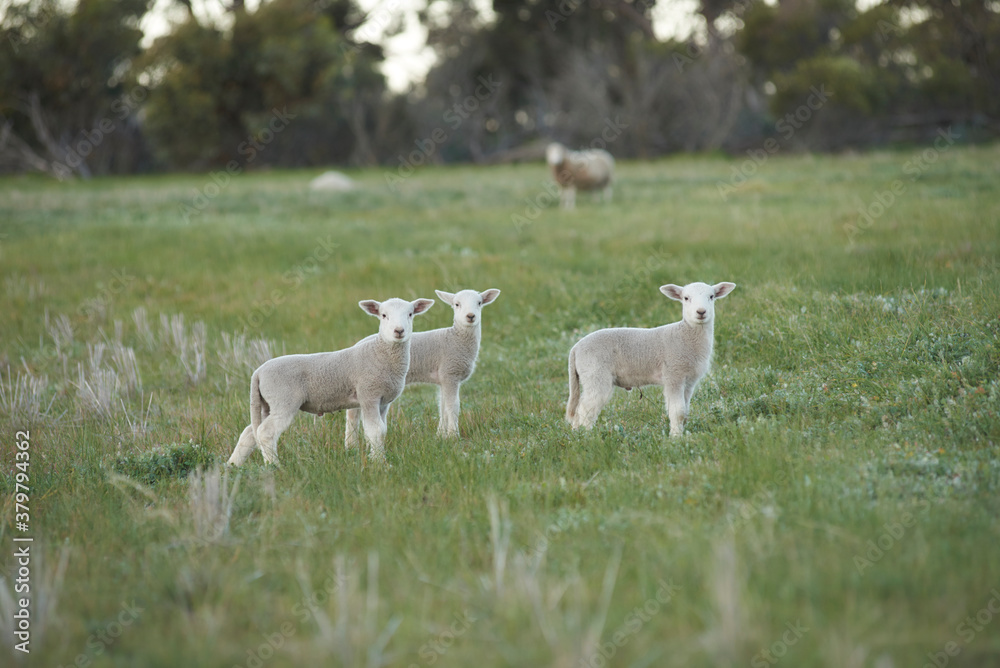 Three Lambs Looking At The Camera Three Lambs Looking At The Camera