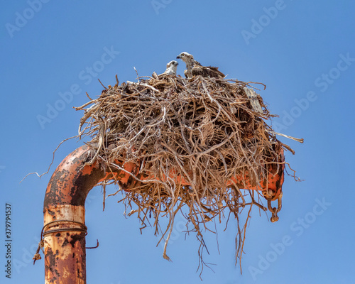 Eastern Osprey (Pandion cristatus) nest with mother & chick - Tantabiddi Boat Ramp, Cape Range National Park, Western Australia photo