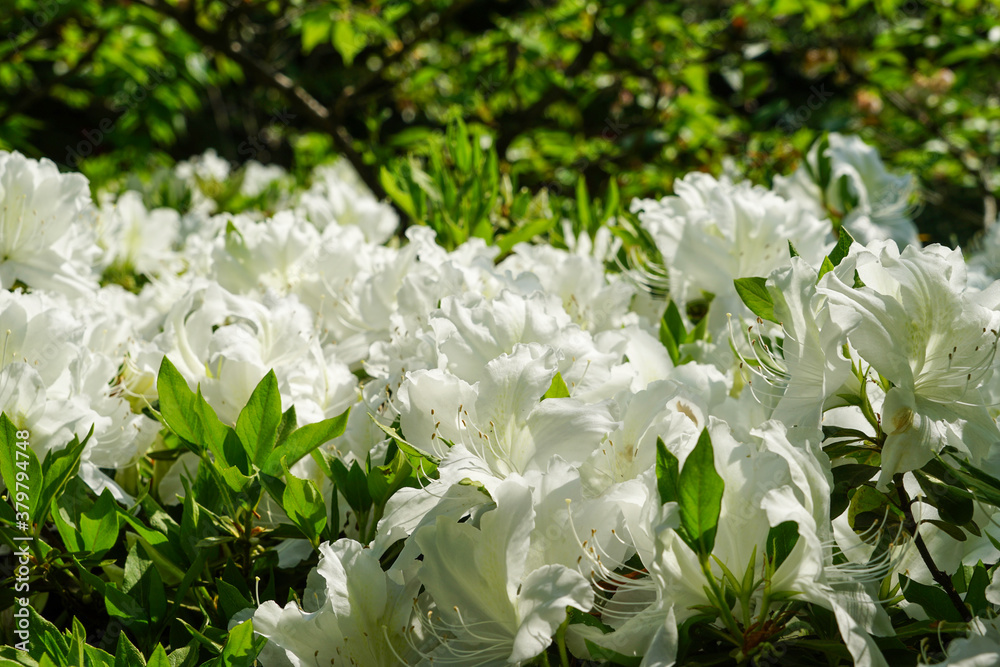 白い躑躅の花 白い躑躅の花