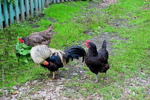 chickens on the farm