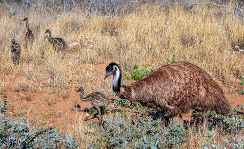 Emu Dad & chicks (Dromaius novaehollandiae) foraging  - Exmouth-Carnarvon Highway, Western Australia 