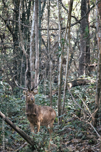 Sambar deer in Thailands Huai Kha Khaeng Wildlife Sanctuary photo