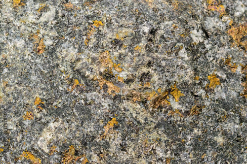 Granite with interspersed with sulfadic copper-nickel ore. Glitter Gold color. Mineral composition is chalcopyrite, pyrrhotite, pentlandite, cubanite, platinum group metals. Oktyabrskoye deposit.  photo