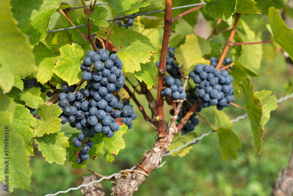 Bunch of grapes in autumn harvest