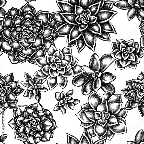 Seamless pattern with black and white succulent echeveria