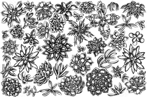 Vector set of hand drawn black and white succulent echeveria, succulent echeveria, succulent