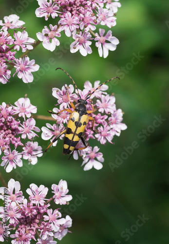 Strangalia Maculata Beetle on a wild flower. Norfolk, UK photo