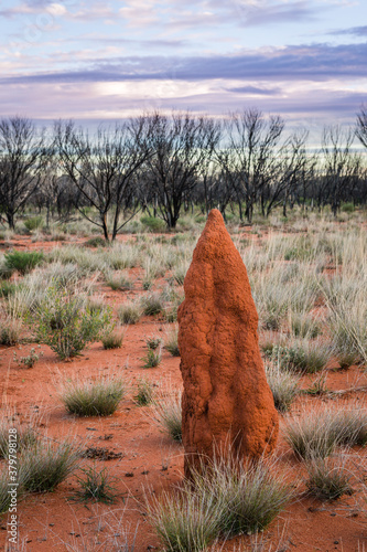 termite mound in outback australia photo