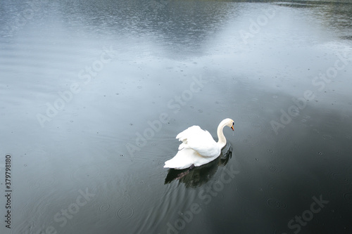 White swan floating on lake