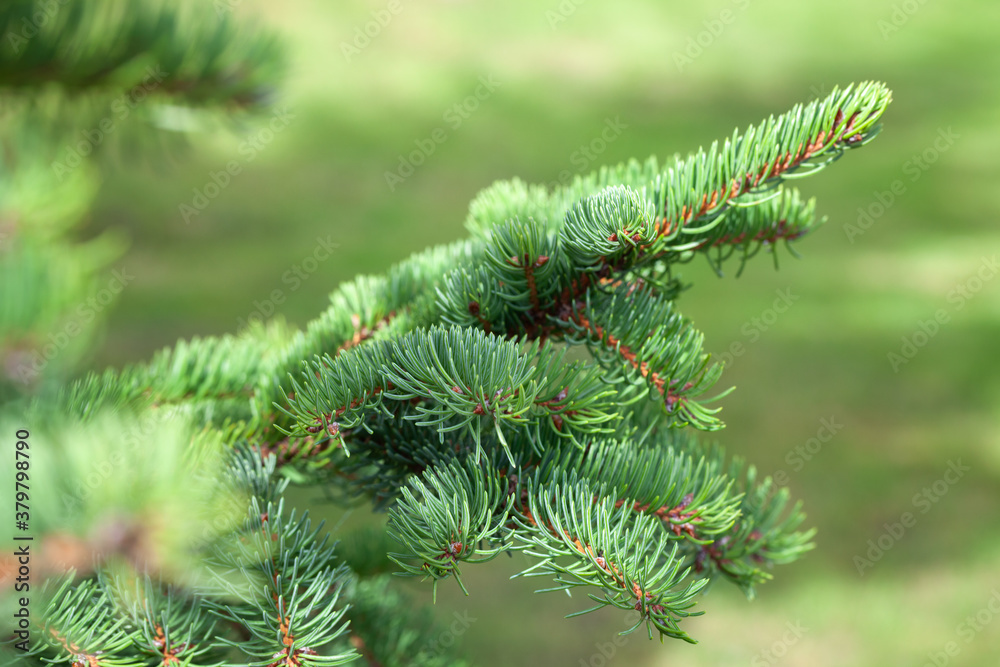 Spruce branch over blurred green forest Spruce branch over blurred green forest