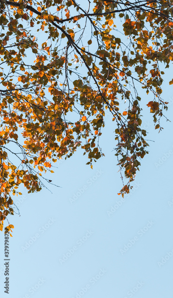 Birch tree branches with yellow green autumn leaves