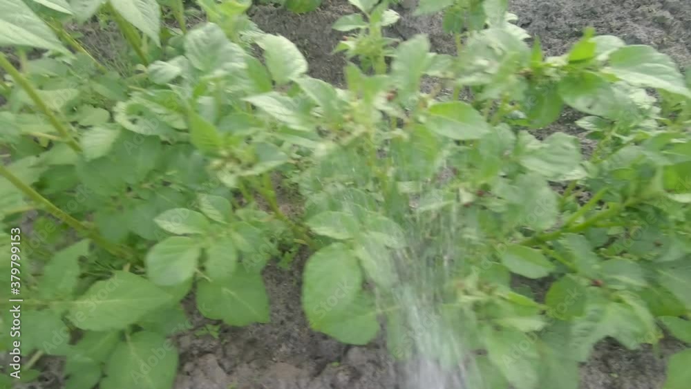 First-person view of the sprayer nozzle pouring liquid pesticides on the green potato tops on the plantation. Treatment of tops from pests. Plant protection from the Colorado potato beetle