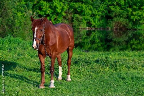 Young horse in the meadow © deviddo