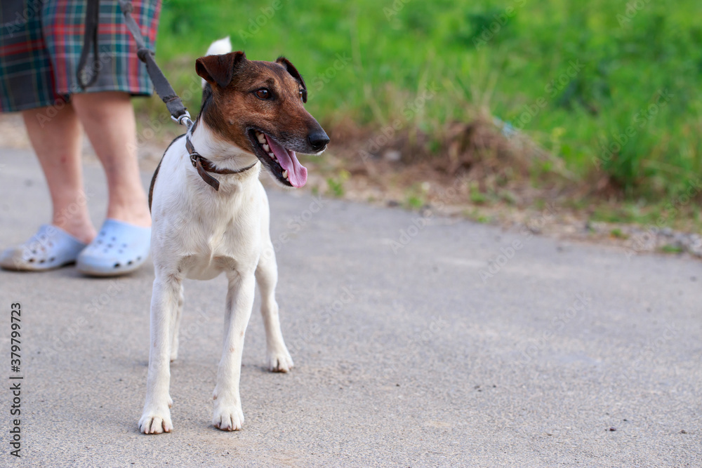Dog breed smooth fox terrier