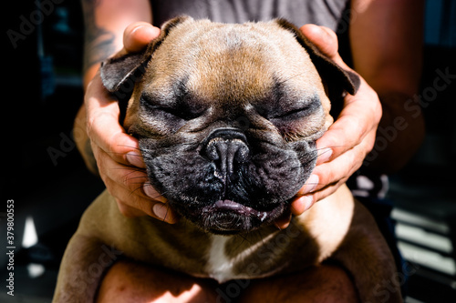 brown french bulldog with man squishy face